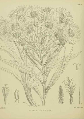 Reproducción/Reproduction 23920831566: Illustrations of the New Zealand flora /. Wellington :John Mackay, Govt. Printer,1914.