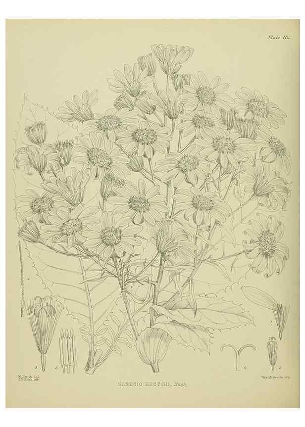 Reproducción/Reproduction 23838659272: Illustrations of the New Zealand flora /. Wellington :John Mackay, Govt. Printer,1914.