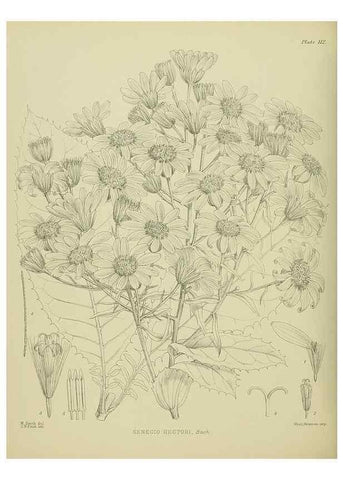 Reproducción/Reproduction 23838659272: Illustrations of the New Zealand flora /. Wellington :John Mackay, Govt. Printer,1914.