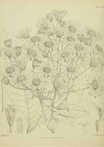 Reproducción/Reproduction 23838659272: Illustrations of the New Zealand flora /. Wellington :John Mackay, Govt. Printer,1914.