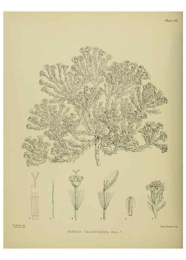 Reproducción/Reproduction 23920837126: Illustrations of the New Zealand flora /. Wellington :John Mackay, Govt. Printer,1914.