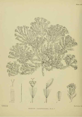 Reproducción/Reproduction 23920837126: Illustrations of the New Zealand flora /. Wellington :John Mackay, Govt. Printer,1914.