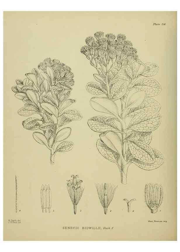 Reproducción/Reproduction 23320144743: Illustrations of the New Zealand flora /. Wellington :John Mackay, Govt. Printer,1914.