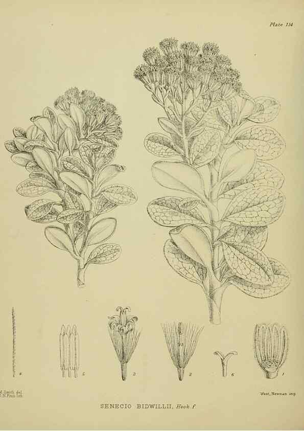 Reproducción/Reproduction 23320144743: Illustrations of the New Zealand flora /. Wellington :John Mackay, Govt. Printer,1914.