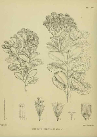 Reproducción/Reproduction 23320144743: Illustrations of the New Zealand flora /. Wellington :John Mackay, Govt. Printer,1914.