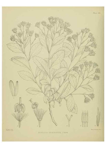 Reproducción/Reproduction 23579054469: Illustrations of the New Zealand flora /. Wellington :John Mackay, Govt. Printer,1914.