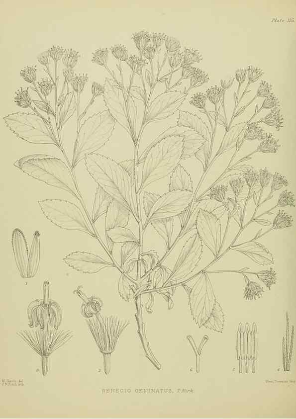Reproducción/Reproduction 23579054469: Illustrations of the New Zealand flora /. Wellington :John Mackay, Govt. Printer,1914.