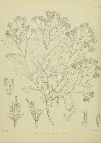 Reproducción/Reproduction 23579054469: Illustrations of the New Zealand flora /. Wellington :John Mackay, Govt. Printer,1914.