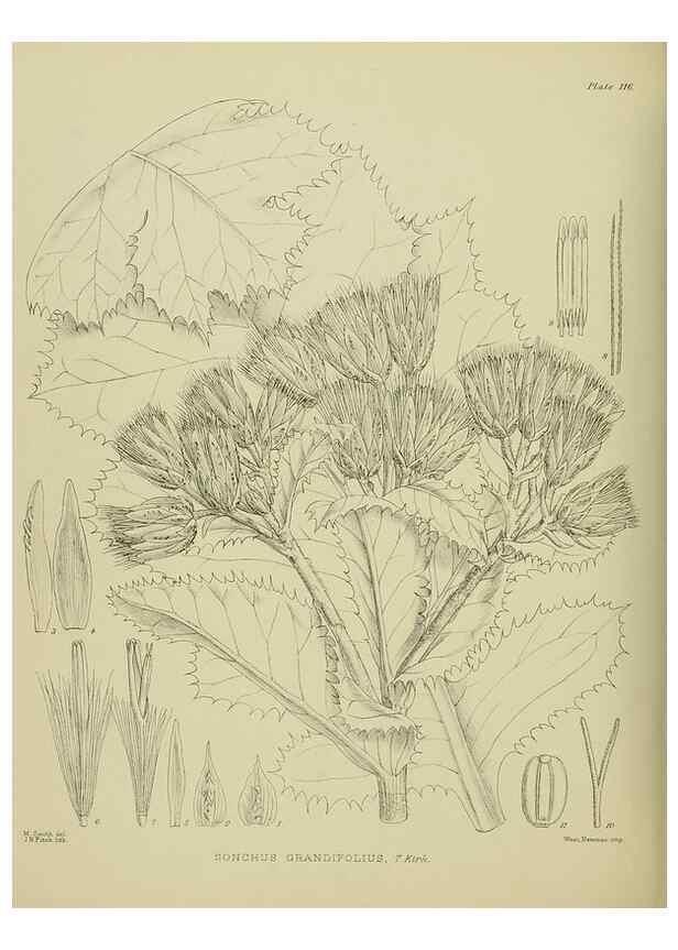 Reproducción/Reproduction 23579057289: Illustrations of the New Zealand flora /. Wellington :John Mackay, Govt. Printer,1914.