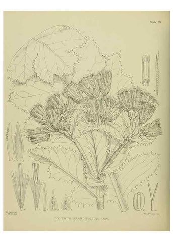 Reproducción/Reproduction 23579057289: Illustrations of the New Zealand flora /. Wellington :John Mackay, Govt. Printer,1914.