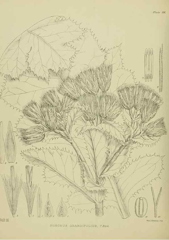 Reproducción/Reproduction 23579057289: Illustrations of the New Zealand flora /. Wellington :John Mackay, Govt. Printer,1914.