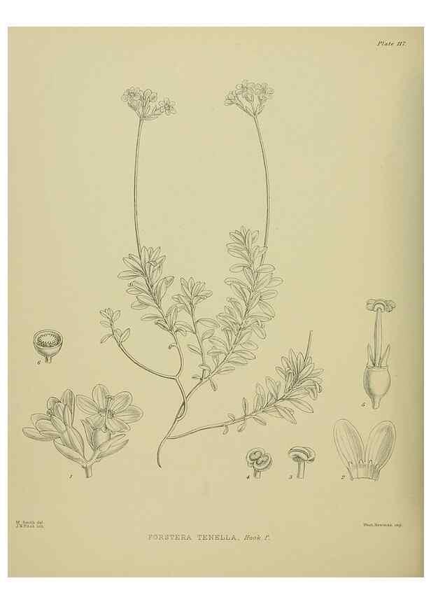 Reproducción/Reproduction 23946906465: Illustrations of the New Zealand flora /. Wellington :John Mackay, Govt. Printer,1914.
