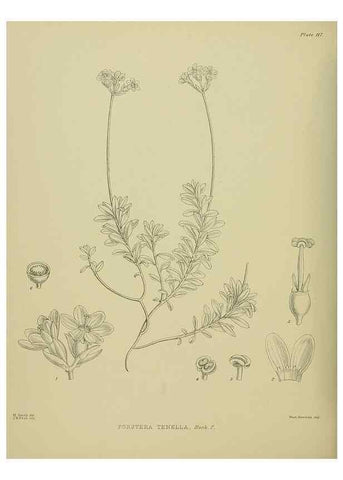 Reproducción/Reproduction 23946906465: Illustrations of the New Zealand flora /. Wellington :John Mackay, Govt. Printer,1914.