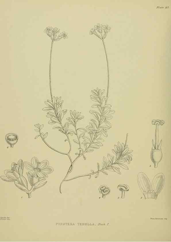 Reproducción/Reproduction 23946906465: Illustrations of the New Zealand flora /. Wellington :John Mackay, Govt. Printer,1914.