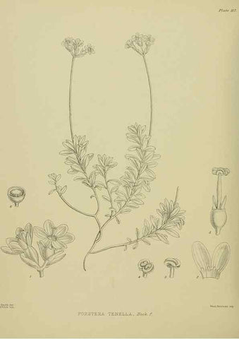 Reproducción/Reproduction 23946906465: Illustrations of the New Zealand flora /. Wellington :John Mackay, Govt. Printer,1914.