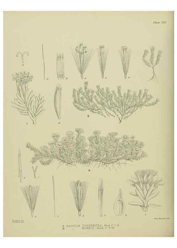Reproducción/Reproduction 23578994179: Illustrations of the New Zealand flora /. Wellington :John Mackay, Govt. Printer,1914.
