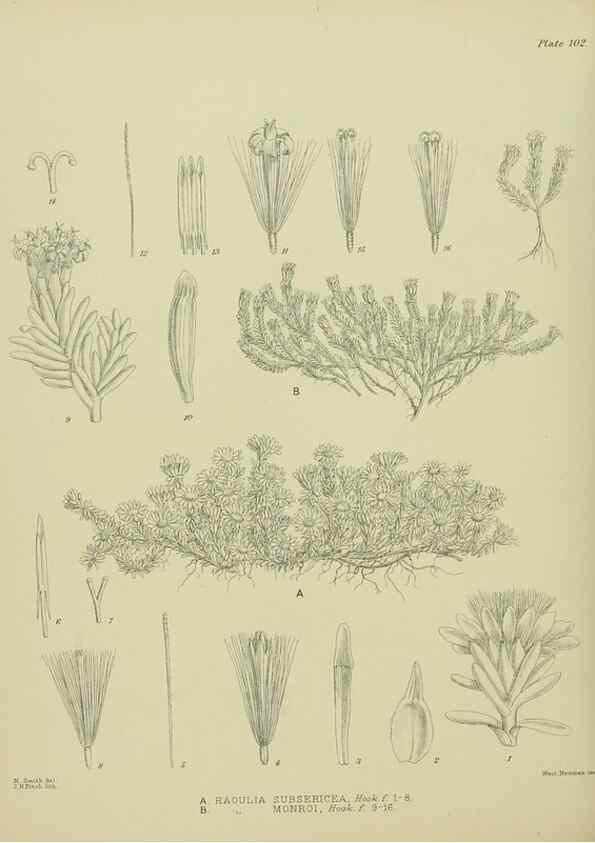 Reproducción/Reproduction 23578994179: Illustrations of the New Zealand flora /. Wellington :John Mackay, Govt. Printer,1914.