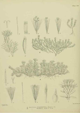Reproducción/Reproduction 23578994179: Illustrations of the New Zealand flora /. Wellington :John Mackay, Govt. Printer,1914.