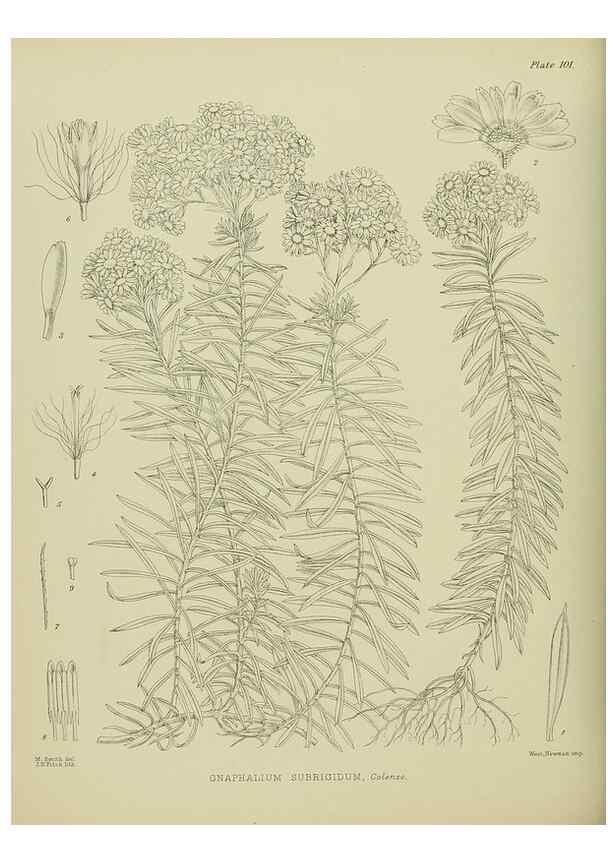 Reproducción/Reproduction 23651196200: Illustrations of the New Zealand flora /. Wellington :John Mackay, Govt. Printer,1914.