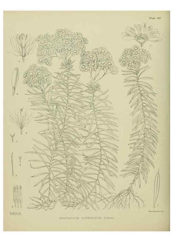 Reproducción/Reproduction 23651196200: Illustrations of the New Zealand flora /. Wellington :John Mackay, Govt. Printer,1914.