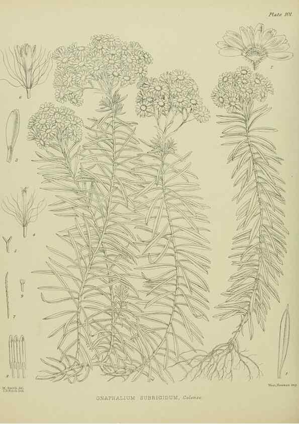 Reproducción/Reproduction 23651196200: Illustrations of the New Zealand flora /. Wellington :John Mackay, Govt. Printer,1914.