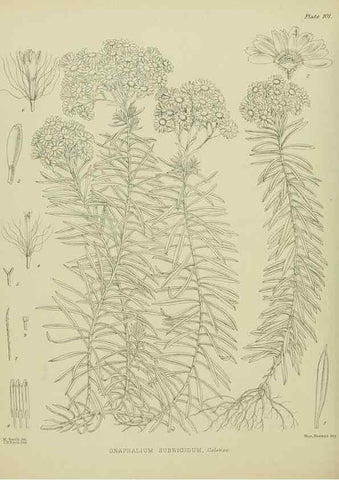 Reproducción/Reproduction 23651196200: Illustrations of the New Zealand flora /. Wellington :John Mackay, Govt. Printer,1914.