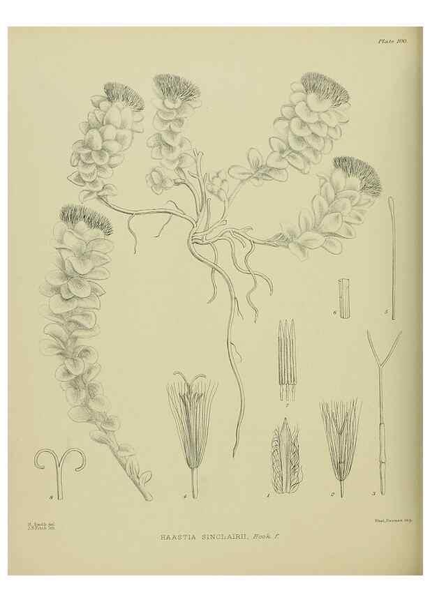 Reproducción/Reproduction 23651193460: Illustrations of the New Zealand flora /. Wellington :John Mackay, Govt. Printer,1914.