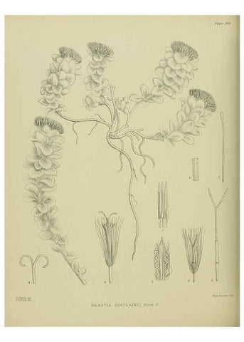 Reproducción/Reproduction 23651193460: Illustrations of the New Zealand flora /. Wellington :John Mackay, Govt. Printer,1914.