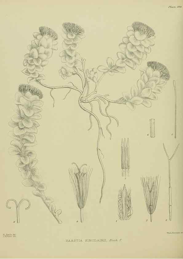 Reproducción/Reproduction 23651193460: Illustrations of the New Zealand flora /. Wellington :John Mackay, Govt. Printer,1914.