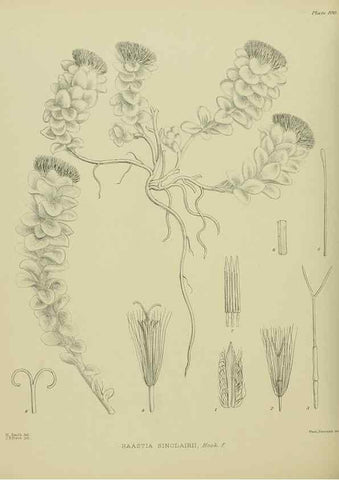 Reproducción/Reproduction 23651193460: Illustrations of the New Zealand flora /. Wellington :John Mackay, Govt. Printer,1914.