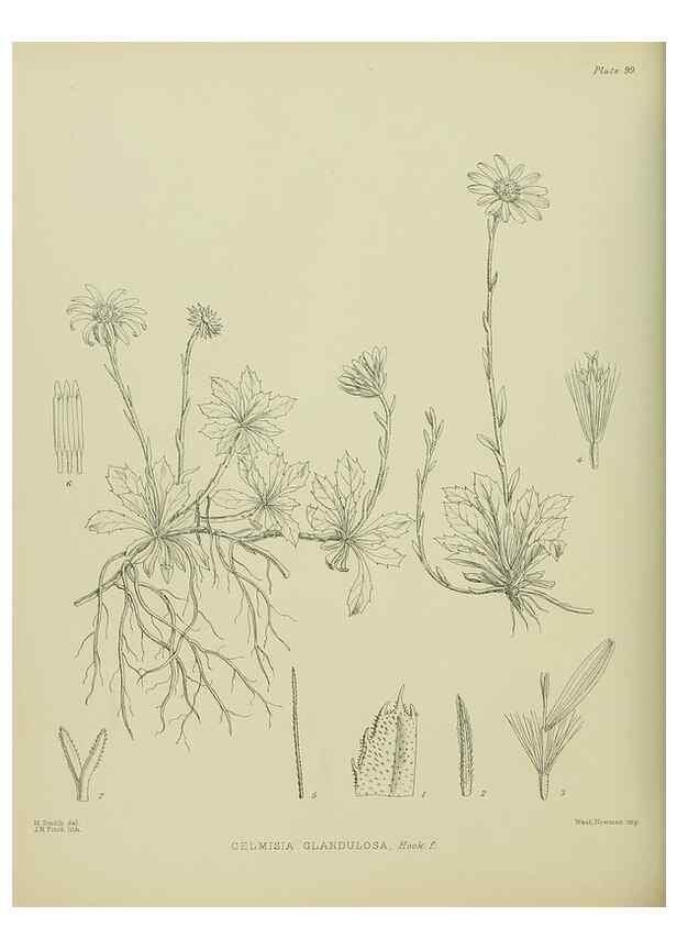 Reproducción/Reproduction 23318624064: Illustrations of the New Zealand flora /. Wellington :John Mackay, Govt. Printer,1914.