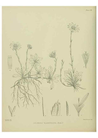 Reproducción/Reproduction 23318624064: Illustrations of the New Zealand flora /. Wellington :John Mackay, Govt. Printer,1914.