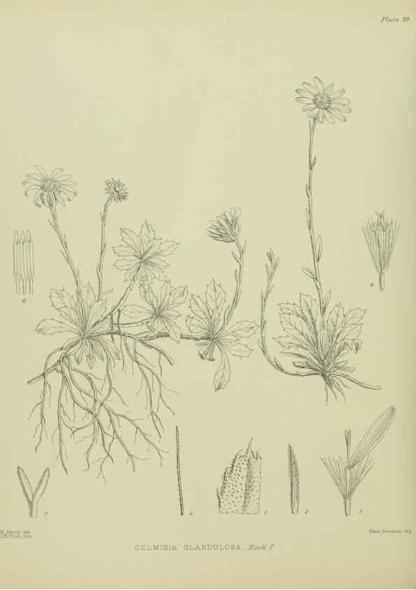 Reproducción/Reproduction 23318624064: Illustrations of the New Zealand flora /. Wellington :John Mackay, Govt. Printer,1914.