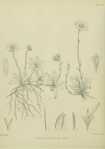 Reproducción/Reproduction 23318624064: Illustrations of the New Zealand flora /. Wellington :John Mackay, Govt. Printer,1914.