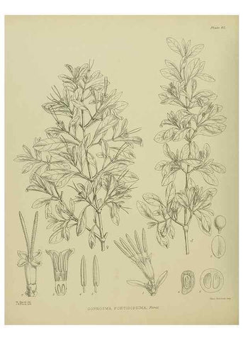 Reproducción/Reproduction 23578941679: Illustrations of the New Zealand flora /. Wellington :John Mackay, Govt. Printer,1914.