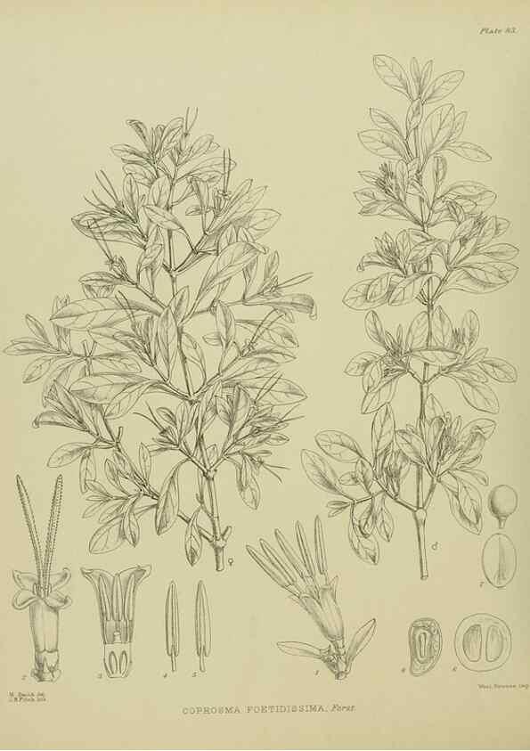 Reproducción/Reproduction 23578941679: Illustrations of the New Zealand flora /. Wellington :John Mackay, Govt. Printer,1914.