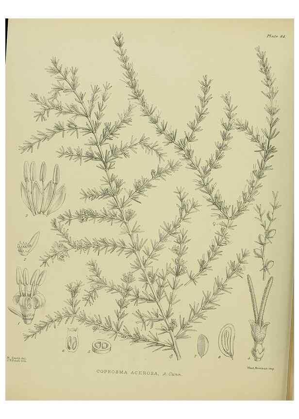Reproducción/Reproduction 23864306781: Illustrations of the New Zealand flora /. Wellington :John Mackay, Govt. Printer,1914.