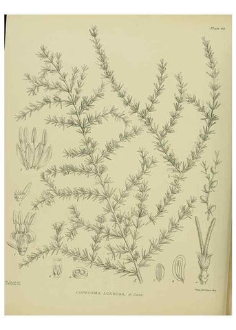 Reproducción/Reproduction 23864306781: Illustrations of the New Zealand flora /. Wellington :John Mackay, Govt. Printer,1914.