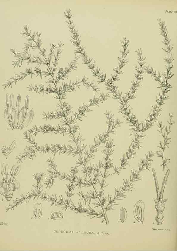 Reproducción/Reproduction 23864306781: Illustrations of the New Zealand flora /. Wellington :John Mackay, Govt. Printer,1914.
