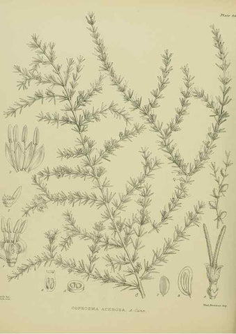 Reproducción/Reproduction 23864306781: Illustrations of the New Zealand flora /. Wellington :John Mackay, Govt. Printer,1914.