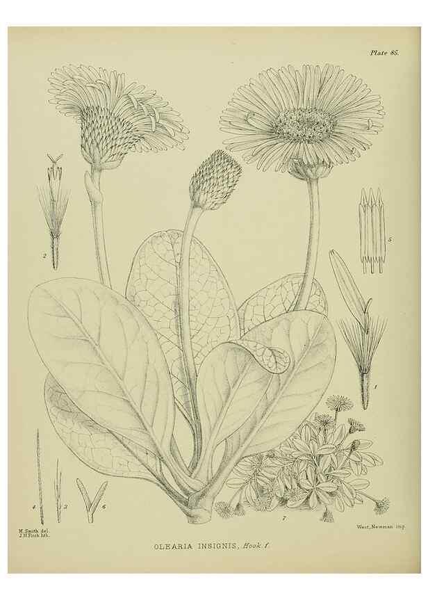 Reproducción/Reproduction 23838559062: Illustrations of the New Zealand flora /. Wellington :John Mackay, Govt. Printer,1914.