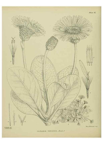 Reproducción/Reproduction 23838559062: Illustrations of the New Zealand flora /. Wellington :John Mackay, Govt. Printer,1914.