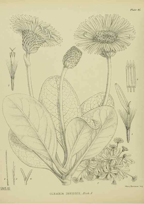Reproducción/Reproduction 23838559062: Illustrations of the New Zealand flora /. Wellington :John Mackay, Govt. Printer,1914.