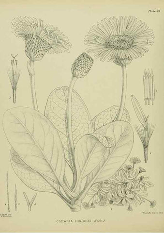 Reproducción/Reproduction 23838559062: Illustrations of the New Zealand flora /. Wellington :John Mackay, Govt. Printer,1914.