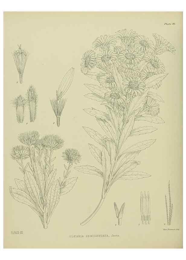 Reproducción/Reproduction 23920735706: Illustrations of the New Zealand flora /. Wellington :John Mackay, Govt. Printer,1914.