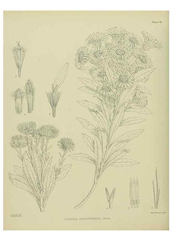 Reproducción/Reproduction 23920735706: Illustrations of the New Zealand flora /. Wellington :John Mackay, Govt. Printer,1914.