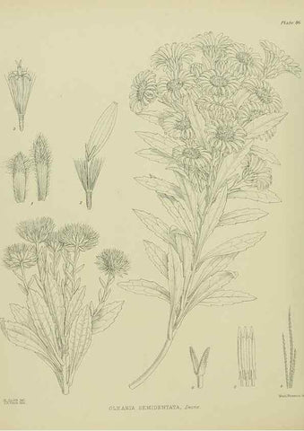 Reproducción/Reproduction 23920735706: Illustrations of the New Zealand flora /. Wellington :John Mackay, Govt. Printer,1914.