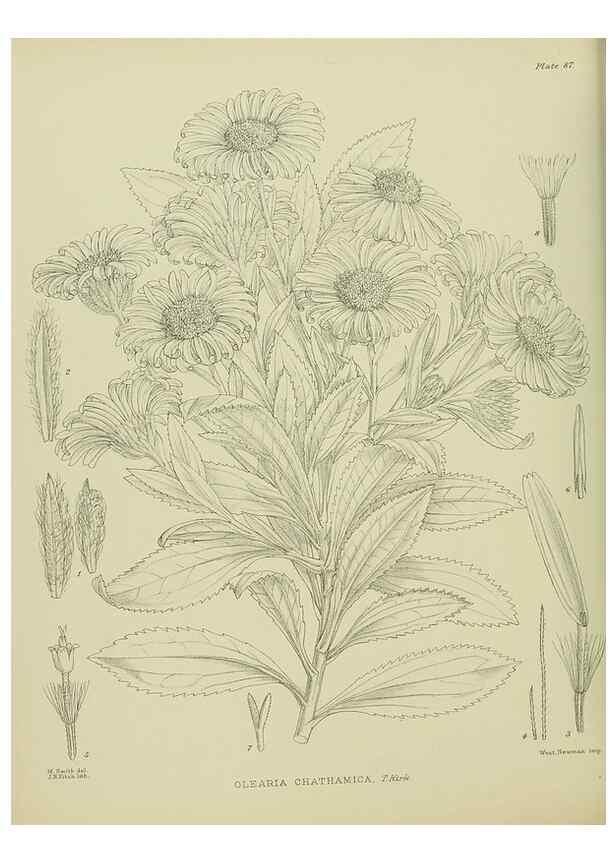 Reproducción/Reproduction 23578952879: Illustrations of the New Zealand flora /. Wellington :John Mackay, Govt. Printer,1914.