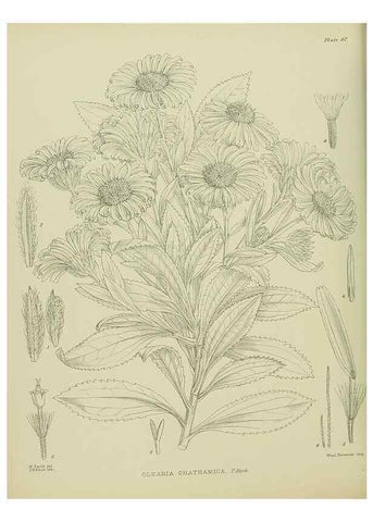 Reproducción/Reproduction 23578952879: Illustrations of the New Zealand flora /. Wellington :John Mackay, Govt. Printer,1914.