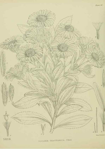 Reproducción/Reproduction 23578952879: Illustrations of the New Zealand flora /. Wellington :John Mackay, Govt. Printer,1914.